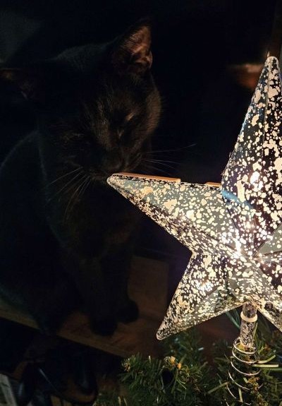 Tycho with Christmas star Tycho with Christmas star