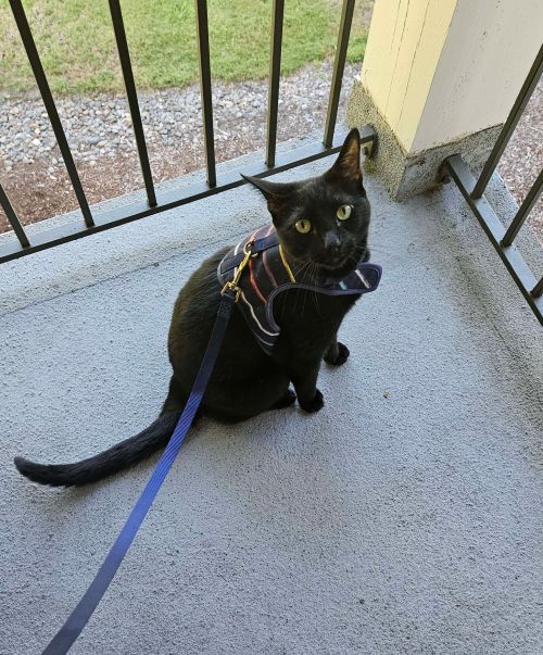 Tycho on the balcony