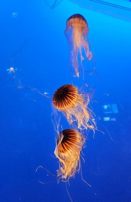 Jellyfish, Vancouver Aqaurium
